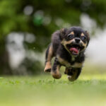 犬が運動している様子