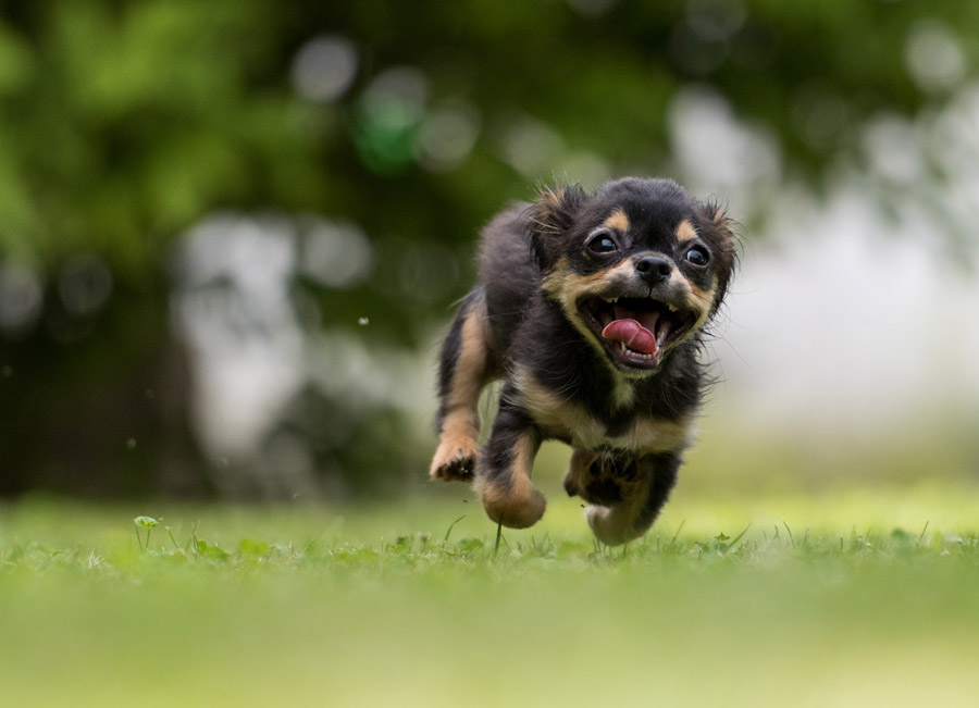 犬が運動している様子