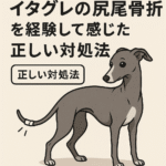 イタグレ　しっぽ骨折