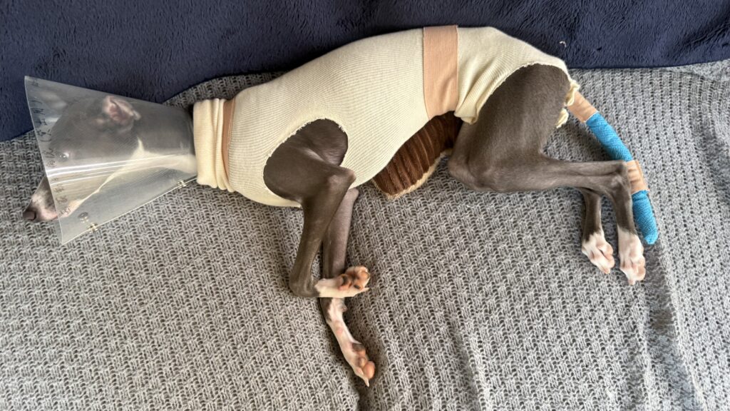 イタグレ しっぽ 骨折