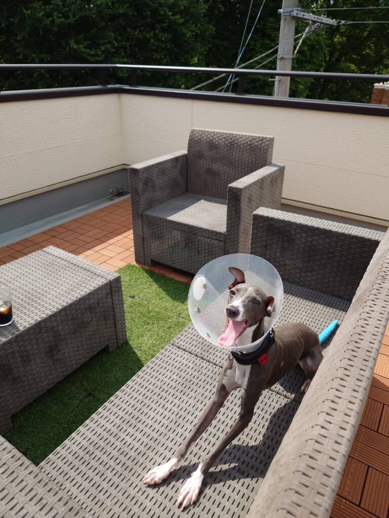 イタグレ　椅子の上　あくび　骨折　エリザベスカラー